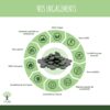 Comprimés de Spiruline & Chlorella Bio – Riche en fer, protéines et antioxydants